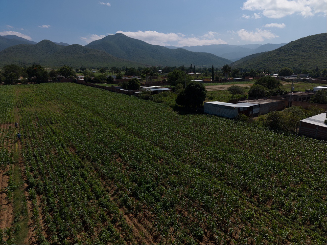 Cultivating a Diverse Milpa