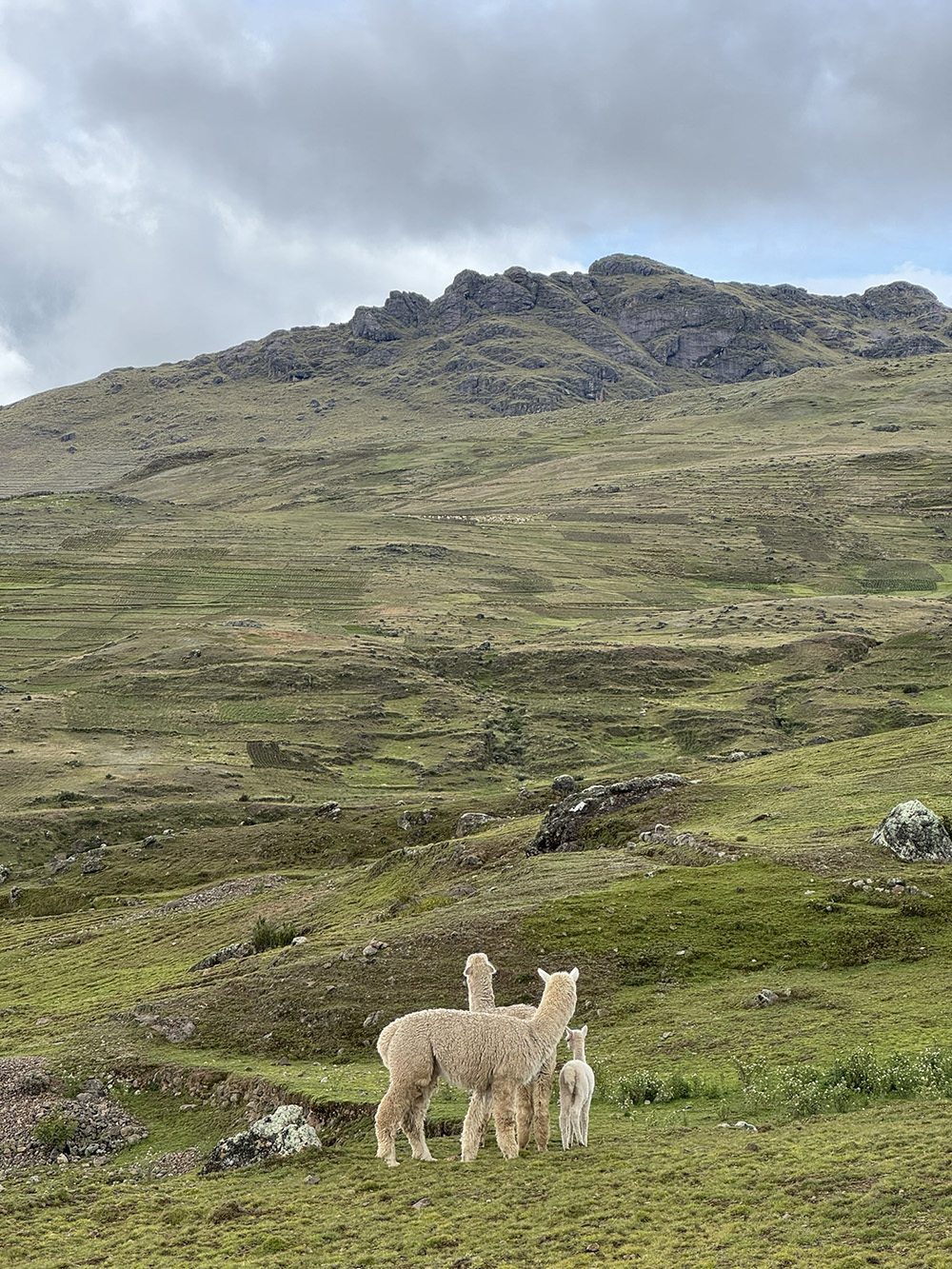 Nurturing Potato. Alpaca Faeces and Metabolic Ecologies in an Agrobiodiversity Conservation Area of the Peruvian Andes