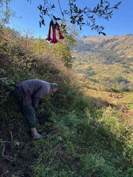 Rau: Decolonising Plant Knowledge: Voices from Subverted Plant Worlds