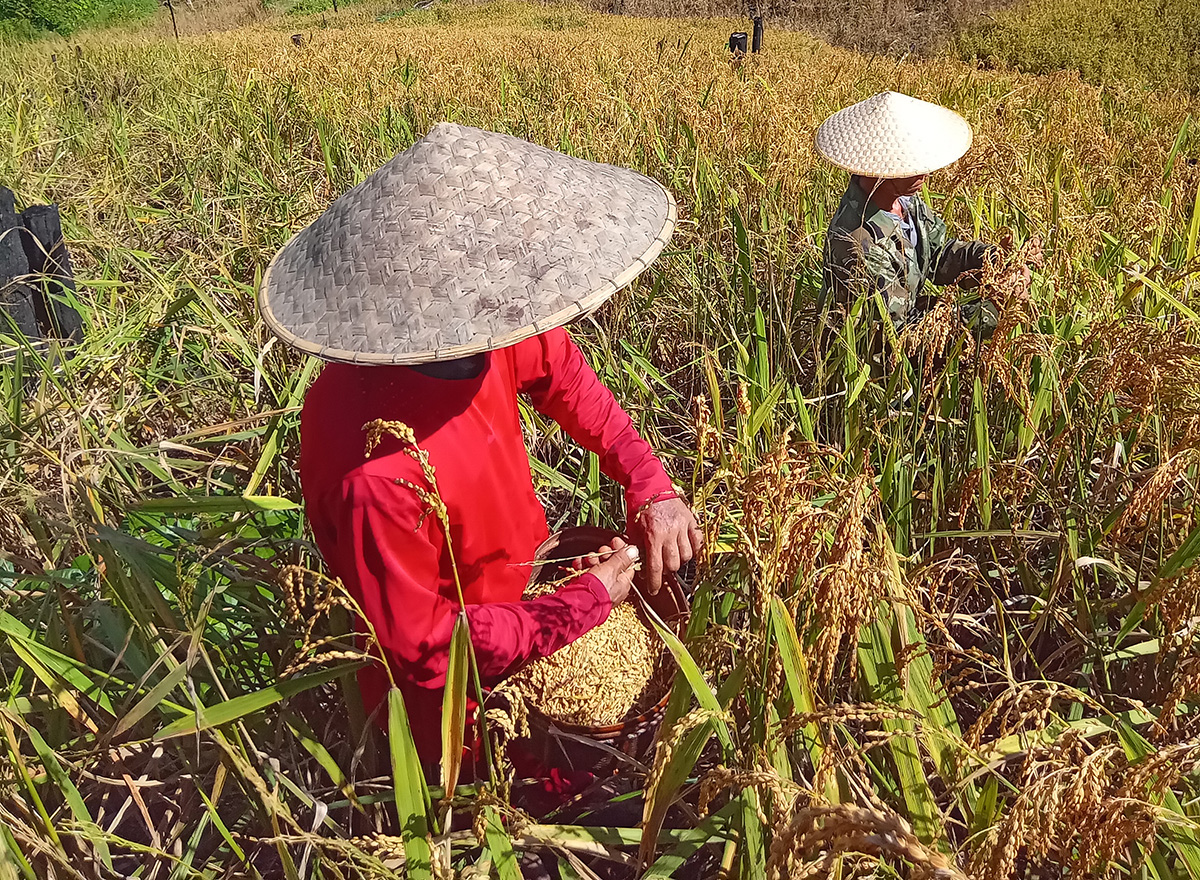 Revolution, Rice and Ritual among Khmu in northern Laos