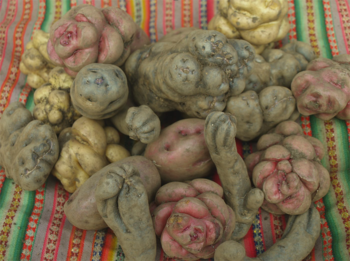 Potato of the Cusco Higlands