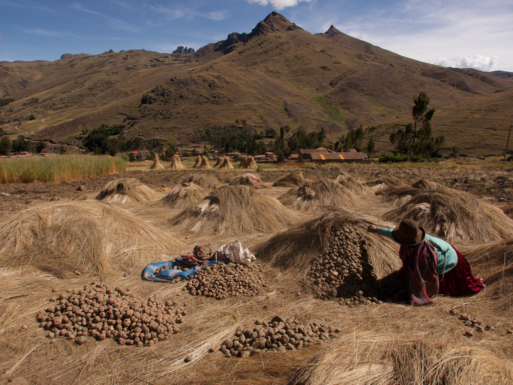 Potato of the Cusco Higlands