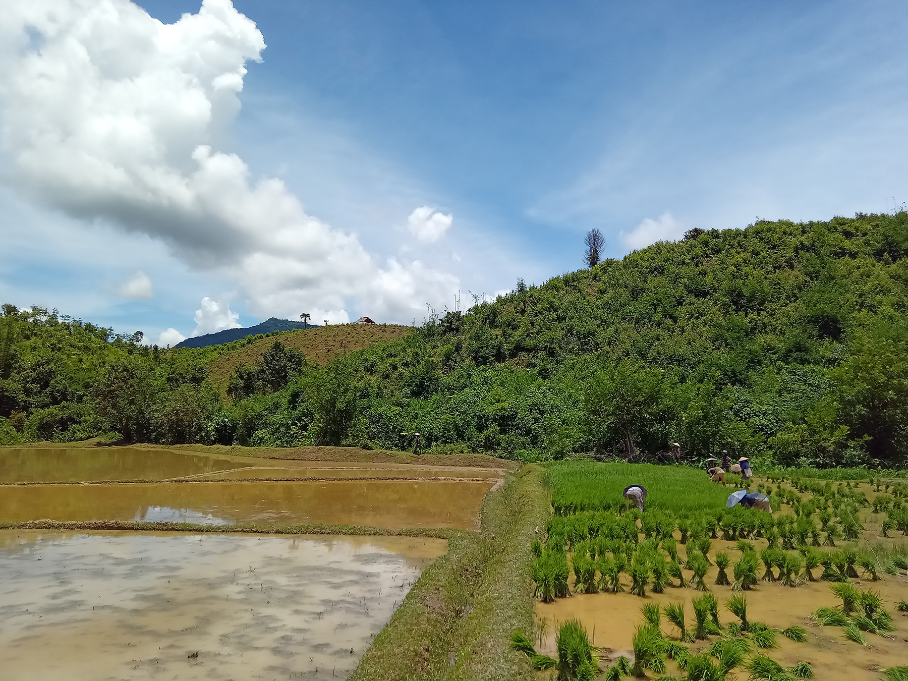 rice paddies, Luang Prabang Higlands