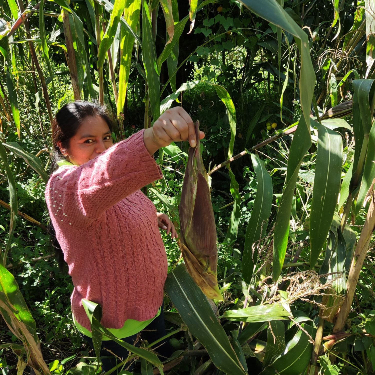 Oaxaca Higlands maize