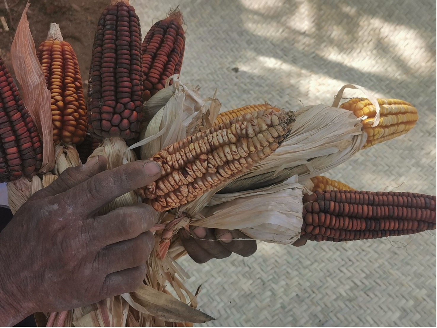 native corn