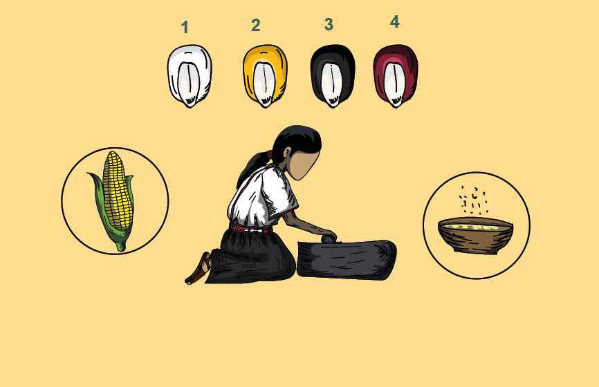 Mixe Glossary of Maize Cultivation